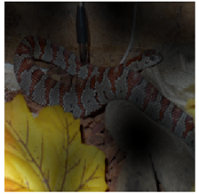 Representative examples of attention from the output token to the input space. See Appendix D.7 for details.